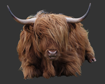 Highland bull or Tedandjen from interactive web-based composite photography project by contemporary Native Canadian artist Jude Norris aka Bebonkwe