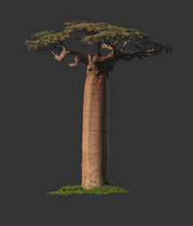 baobab tree from interactive web-based composite photography project by contemporary Native American artist Jude Norris aka Bebonkwe
