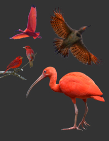 red birds - element from interactive web-based composite photography project by contemporary Native Canadian artist Jude Norris aka Bebonkwe