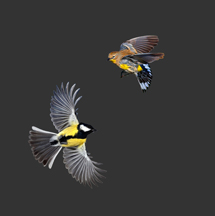 warblers from inspirational digital collage by Native Amercian artist Jude Norris aka Bebonkwe